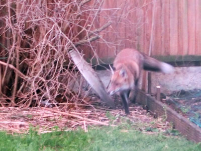 fox01.jpg
