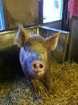 hackneyfarm01.jpg