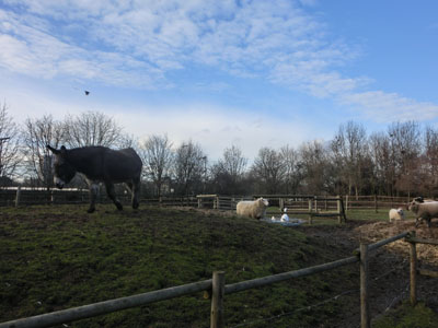 hackneyfarm02.jpg