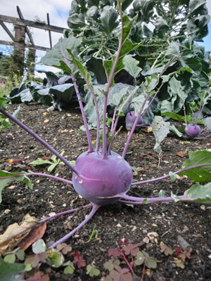kohlrabi01.jpg