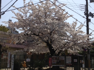 2013年　3月30日　桜
