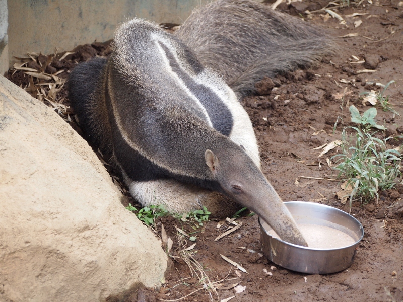 惰性なお食事アリクイ