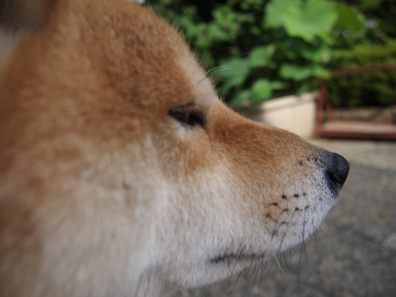 本来動物は目にピントを合わせるものなんだけど、鼻にピント合っちゃった。。。