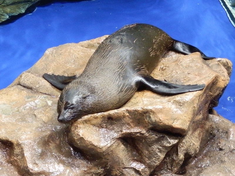 アシカ