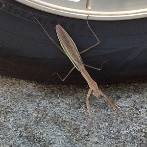 カマキリ