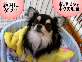 渡しません