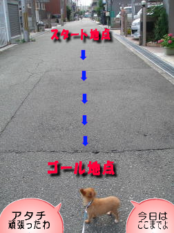 30M散歩