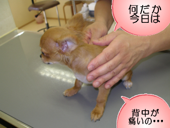 チワワのポテト今日も行く From Okinawa マヨ４ｋｇ超え宣言