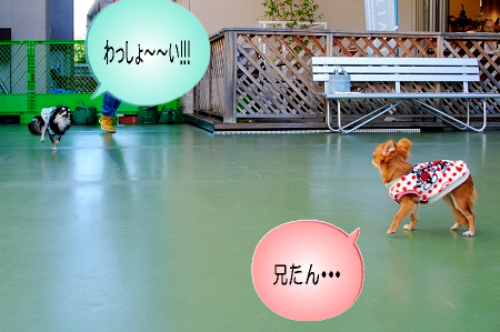 ポテ兄