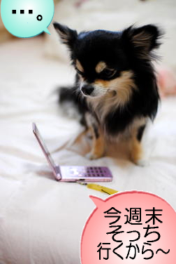 電話⑪