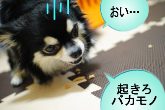起きろ