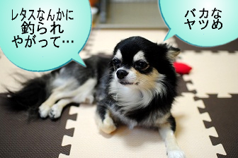 バカなヤツ