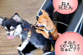 ソフトって何?