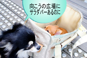 サラダバー情報