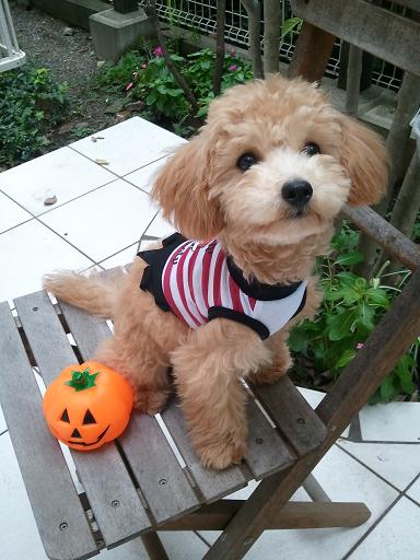 2012_10_31_1.jpg