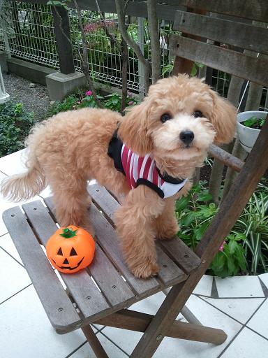 2012_10_31_2.jpg