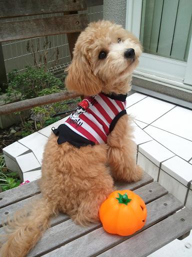 2012_10_31_3.jpg