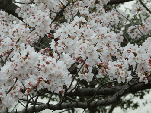 桜2013-2