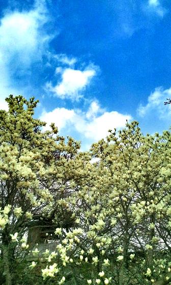 ha_20120503120115.jpg