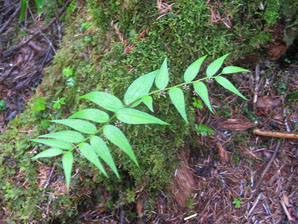 120605fs.jpg