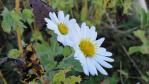 DSC03046.jpg