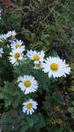 DSC03047.jpg