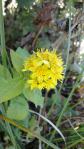 DSC03052.jpg