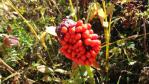DSC03088.jpg