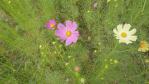 DSC03122.jpg