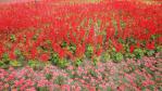 DSC03134.jpg
