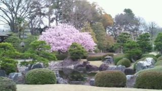二条城 庭園の桜
