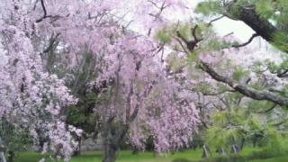 二条城 枝垂れざくら
