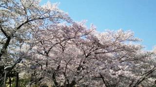近所のさくら
