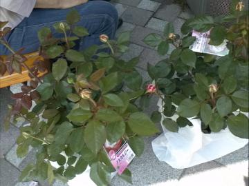 IMG_20130512_135245.jpg