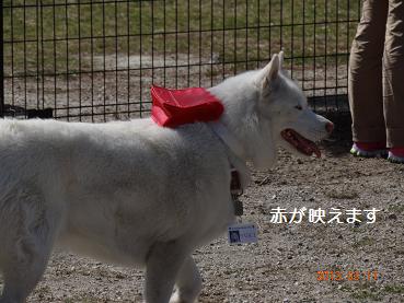 春19