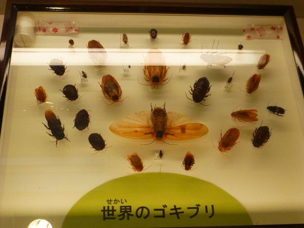 昆虫5