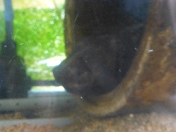 昆虫8