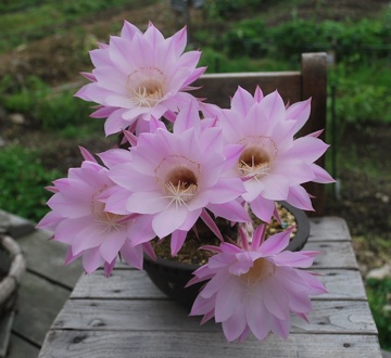 サボテン5個の花