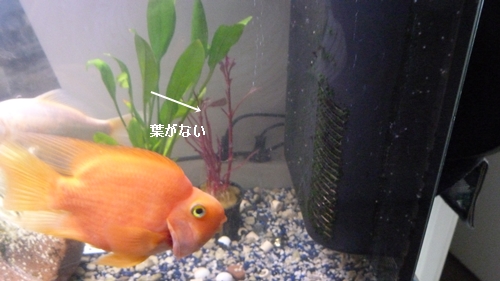 葉がない