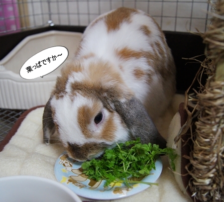DSC07226.jpg