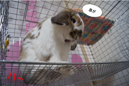 anigif3.gif