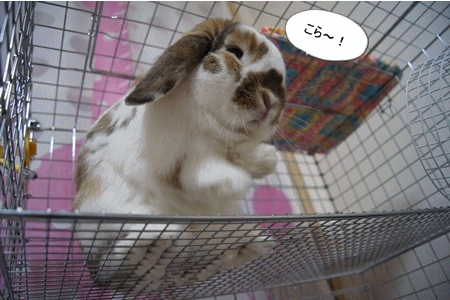 anigif4.gif