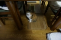 愛猫:2014.01.25