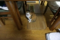 愛猫:2014.01.25