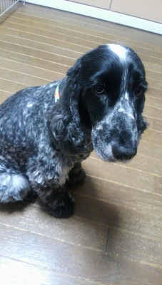 oさまご愛犬140209 (1)