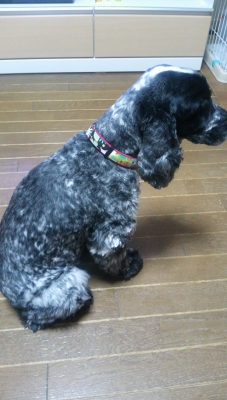 oさまご愛犬140209 (2)