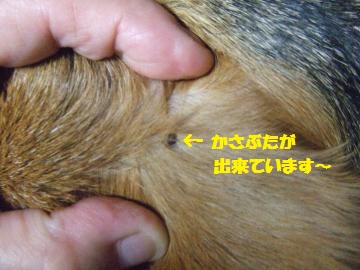 056_convert_20120830223802.jpg