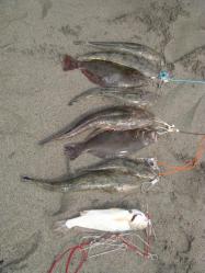 釣果
