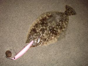 ヒラメ