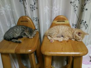 子猫
